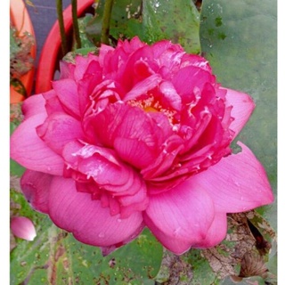 10 เมล็ดบัว สายพันธุ์ Supriya Red Lotuses Flower Seeds สีแดง บัวหลวงนอก บัวสาย บัวไหว้พระ ดอกใหญ่ ประดับบ้าน ตกแต่งสวน