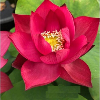 10 เมล็ดบัว สายพันธุ์ Chinese Red Lotuses Flower Seeds สีแดง บัวหลวงนอก บัวสาย บัวไหว้พระ ดอกใหญ่ ประดับบ้าน ตกแต่งสวน