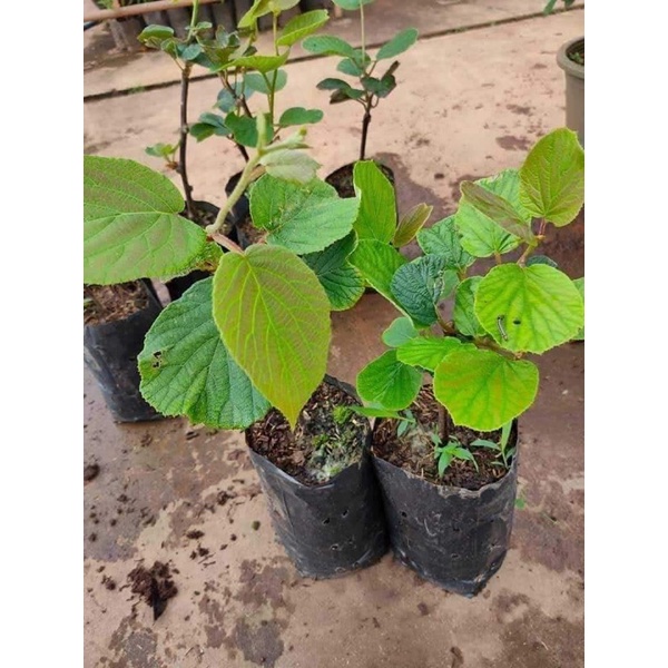 ต้นกล้ากีวี่ kiwi บรูโน่(แบบปักชำ) ต้นแข็งแรงปลูกติดง่าย ขนาด 30-60ซม.