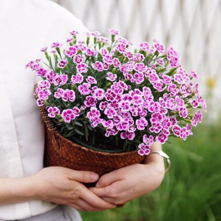 เมล็ด dianthus หลากสีกระถางเพาะเมล็ด