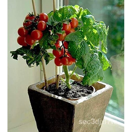 เมล็ด 50 Tiny Tim Bonsai Tomato Dwarf Heirloom Seed Planting ข้าวโพด