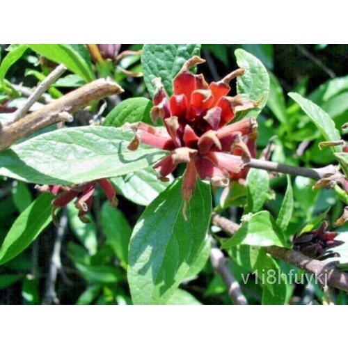 เมล็ด Edith Wilder & #039; ข้าวโพด