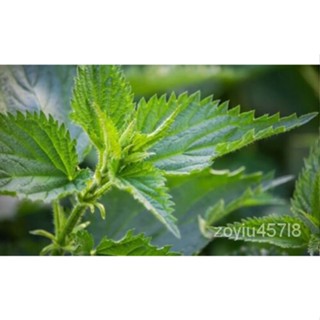 เมล็ด Stinging Nettle Seeds Organic Urtica Dioica Seed สมุนไพรประมาณ400เมล็ด ข้าวโพด