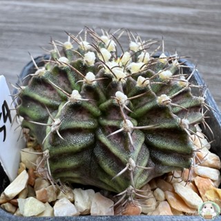 (W54) มะระยิมโนหน้ายับ ลูก Trex ไม้เมล็ด - (gymnocalycium) - แคคตัส/งอก ปลูก/งอก เมล็ด/งอก มะระ