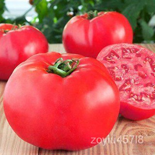 อินทรีย์็ด ใหม่็ด ใหม่ มะระเทศ Solanum lycopersicum tomato adonis 50 ใหม่็ด ใหม่นำเข้าจาก อังกฤษ ใหม่ มะระ