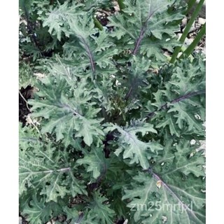 เมล็ด 5g (approx 1250 Seeds) Red Russian Kale Seeds Heirloom Organic, Fall Planting ต้นอ่อน