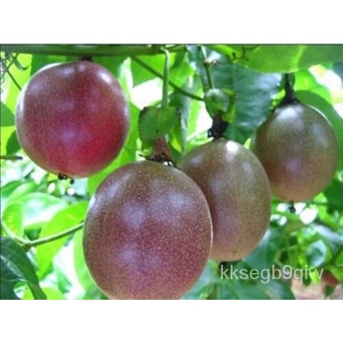 เมล็ด เสาวรสสีม่วงอินทรีย์เมล็ด Bolete 40 Bolete ต้นอ่อนไม้ความรัก2022-US Seller ต้นอ่อน