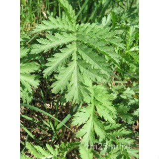 เมล็ด สมุนไพรอินทรีย์ tansy Tanacetum vulgare seeds-herirloom-Non-GMO seeds X250 ต้นอ่อน