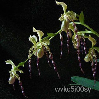 อินทรีย์็ด ใหม่็ด 30 ใหม่ Garden Seeds ใหม่็ดกล้วยไม้ กล้วยไม้รองเท้านารี (Paphiopedilum Orchids) Orchid flower  ผักบุ้