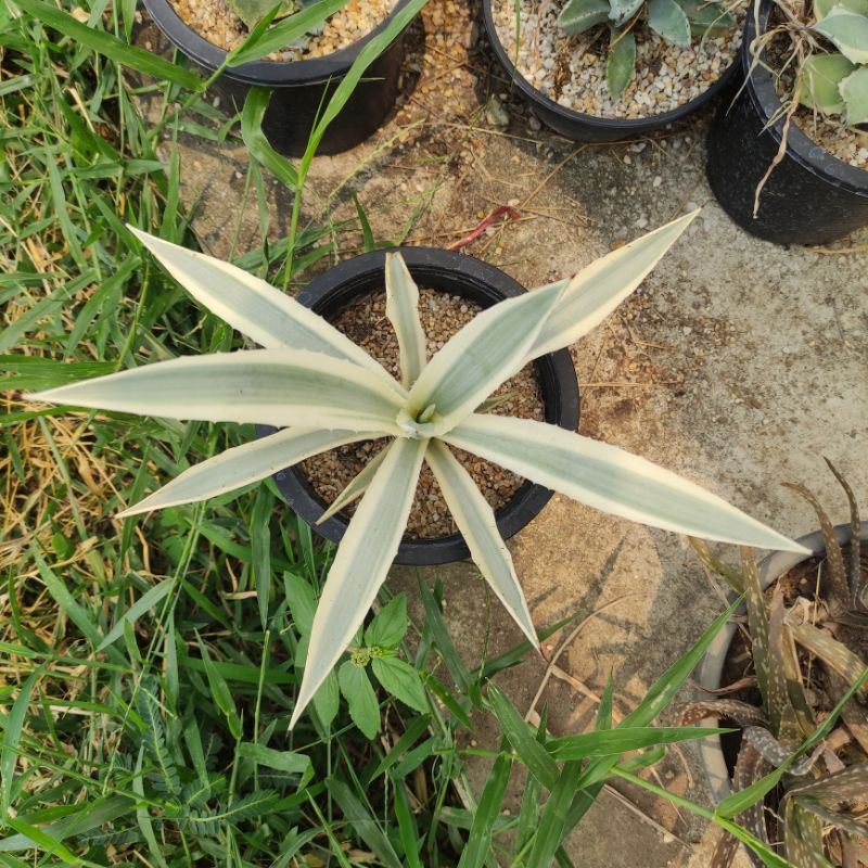 Agave angustifolia 'milky white'
在庫なし

