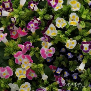 พับ10เม็ด -seeds เมล็ดfournieri-ขายดอกไม้  ฉีกTorenia 50博戈  LXIY