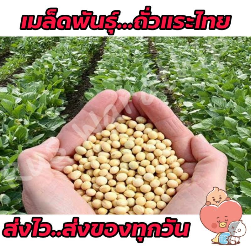 （เมล็ด）การถั่วแระไทย 60 เมล็ด 10 g ออกฝักเยอะ ปลูกการ กินมัน กินอร่อย เมล็ดถั่วแร/งอก ปลูก ส/บา การ