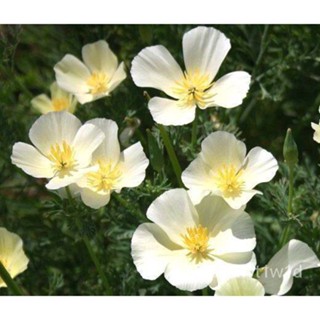 เมล็ด ใหม่็ด ใหม่ แคลิฟอร์เนียป็อปปี้ Eschscholzia Californica California poppy 200 ใหม่็ด ใหม่นำเข้าจ ถู เพาะ