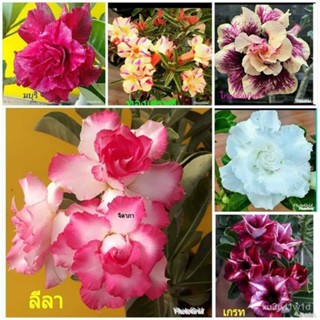 เมล็ด ใหม่็ด 11 ใหม่็ด ใหม่ Home Seed  ชวนชม สายใหม่ฮอลแลนด์ ใหม่สี Adenium Seeds กุหลาบทะเลทราย Dese เพาะ