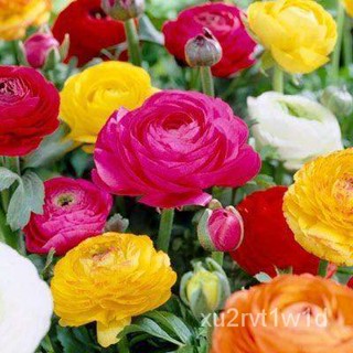 เมล็ด ใหม่็ด ใหม่ Seeds persian buttercup มะระบัตเตอร์คัพ (Buttercup) ใหม่สี นำเข้าจากต่างประเทศ พร้อมคู่มือ ผั