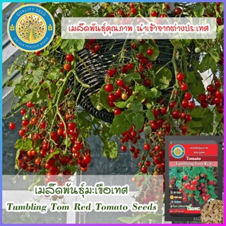 เมล็ด ใหม่็ด ใหม่มะเขือเทศ (Tumbling Tom Red Tomato Seeds) ใหม่ มะเขือ