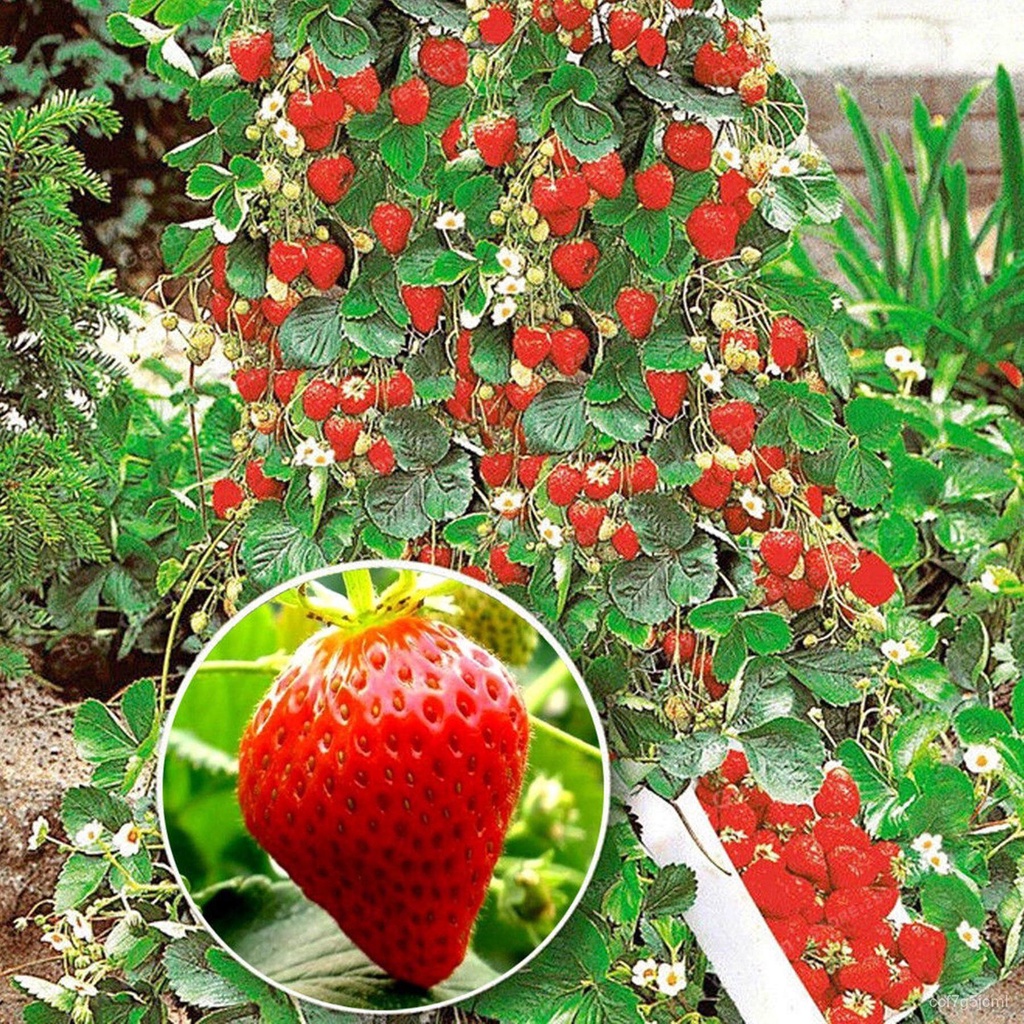 เมล็ด ใหม่็ด 1000 pcs ใหม่็ดสตอเบอรี่ Strawberry Seeds Ivy Climbing Strawberries Strawberry Creeper Berries ผักบุ้