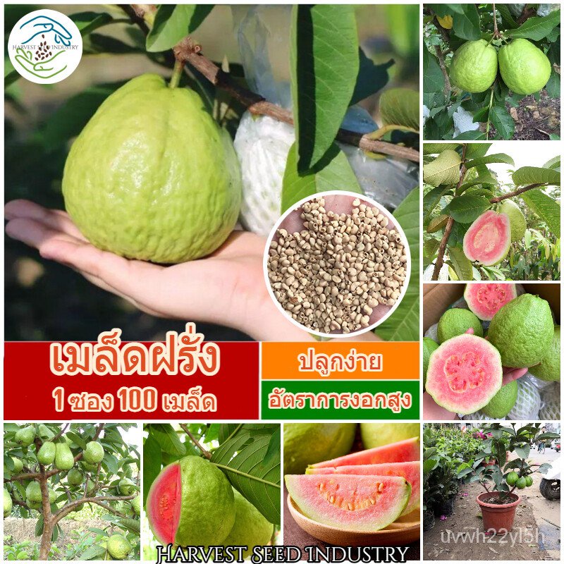 เมล็ด ใหม่ ฝรั่ง Guava Seeds (Fruit Seeds for Planting) ใหม่ฝรั่ง ใหม่ไม้หายาก ข้าวโพดผลไม้ บอนไ ใหม