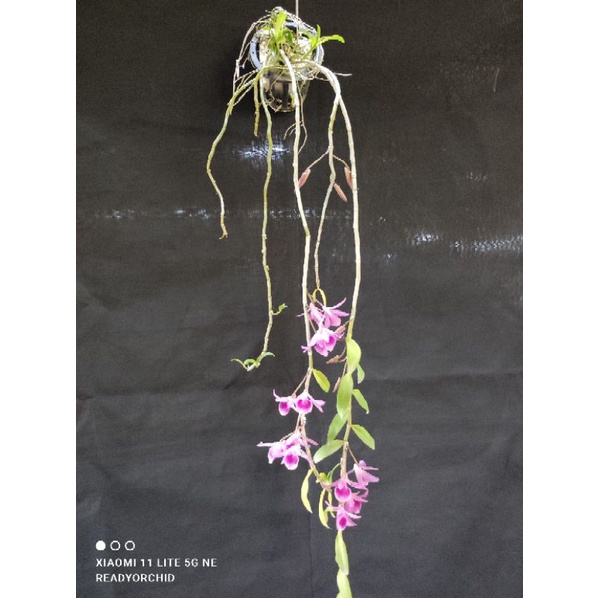 เอื้องสายไกร​ฤทธิ์​ x​ เนสเตอร์​ ดอกสวย ต้นงาม มีดอกช่วงเดือนเมษายนค่ะ ราคา ถูกที่สุด ดีลบีเคเค แกลเลอรีภาพที่ 6