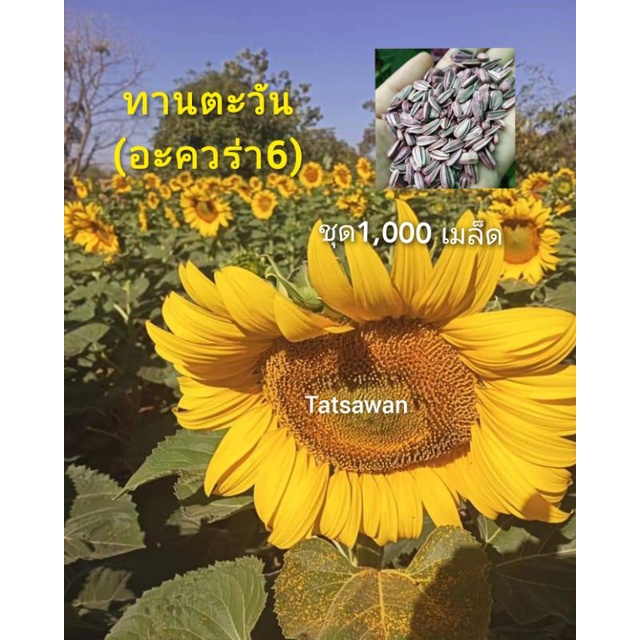 เมล็ดพันธุ์ทานตะวัน( อะควอร่า6) บรรจุ1,000 เมล็ด โชว์ดอกสวยงาม ทนแล้ง ให้ผลผลิตสูง