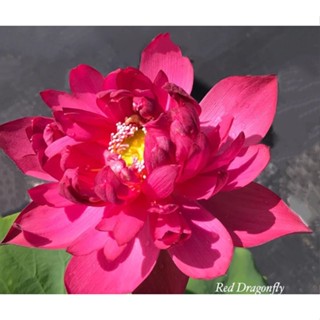 5 เมล็ดพันธุ์บัว บัวนอก สายพันธุ์ Hongqingting สีชมพู แดง บัวจักรพรรดิ์