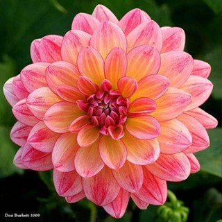 1 หัว /ชุุด เหง้า ต้นรักเร่ Dahlia สายพันธุ์ Pink Dahlia สีชมพู หัวรักเร่ ดอกรักเร่ รักแรกพบ เฟิร์สเลิฟ