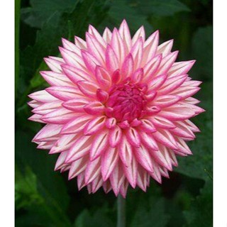 1 หัว /ชุุด เหง้า ต้นรักเร่ Dahlia สายพันธุ์ Valley Porcupine สีชมพู หัวรักเร่ ดอกรักเร่ รักแรกพบ เฟิร์สเลิฟ