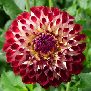 1 หัว /ชุุด เหง้า ต้นรักเร่ Dahlia สายพันธุ์ Jowey Joshua สีแดง หัวรักเร่ ดอกรักเร่ รักแรกพบ เฟิร์สเลิฟ