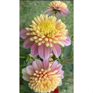 1 หัว /ชุุด เหง้า ต้นรักเร่ Dahlia สายพันธุ์ Honey สีชมพู หัวรักเร่ ดอกรักเร่ รักแรกพบ เฟิร์สเลิฟ