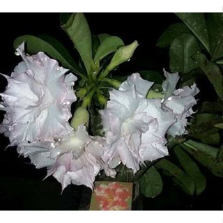 5 เมล็ดพันธุ์ ชวนชม ลูกผสมไฮบริด สายพันธุ์ Star White สีขาว กุหลาบทะเลทราย Adenium seed