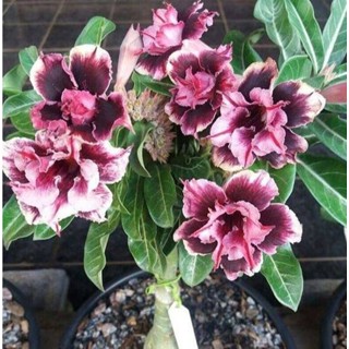 5 เมล็ดพันธุ์ ชวนชม ลูกผสมไฮบริด สายพันธุ์ Purple Rosas สีม่วง กุหลาบทะเลทราย Adenium seed