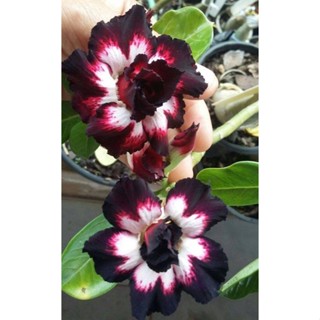 5 เมล็ดพันธุ์ ชวนชม ลูกผสมไฮบริด สายพันธุ์ White Black สีดำ กุหลาบทะเลทราย Adenium seed