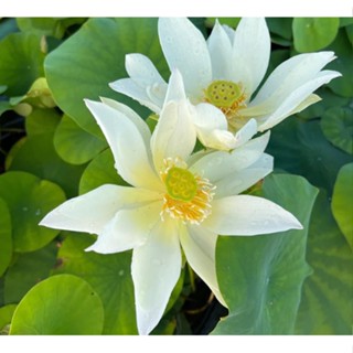 3 เมล็ดพันธุ์ บัว บัวสวยงาม บัวอ่าง บัวบึง สายพันธุ์ Pure white สีขาว