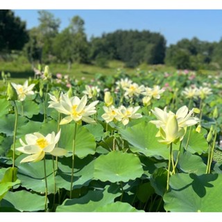 3 เมล็ดพันธุ์ บัว บัวสวยงาม บัวอ่าง บัวบึง สายพันธุ์ The King of the Garden สีขาว ครีม