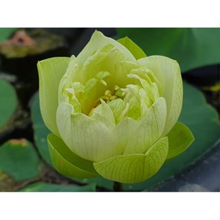 3 เมล็ดพันธุ์ บัว บัวสวยงาม บัวอ่าง บัวจิ๋ว บัวแคระ สายพันธุ์ Prairie Star สีขาว เขียว Lotus Seeds