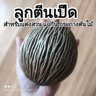 ลูกตีนเป็ดน้ำ ขัดแห้ง สะอาด มีหลากหลายขนาด