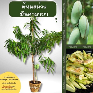 ต้นมะม่วงมันศาลายา(ไซซ์เล็ก) สูง 80-120 cm. (เกรดพรีเมียม ประกันพันธุ์แท้100%)