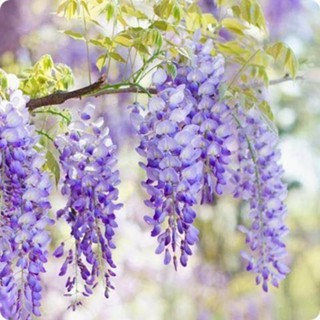 10 เมล็ดพันธุ์ เมล็ด วิสทีเรีย ความมีอายุยืนยาว (Wisteria)