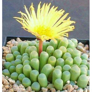 50 เมล็ดพันธุ์ เมล็ด ซักคิวเลนต์ หรือ ไม้อวบน้ำ กระบองเพชร เฟเนสตราเรีย (Fenestraria) Succulent