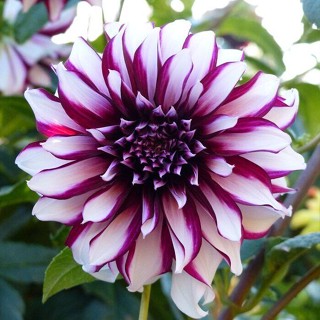 35 เมล็ด เมล็ดพันธุ์ Mystery Dahlia สายพันธุ์ยุโรป ดอกรักเร่  ดอกใหญ่  Dahlia