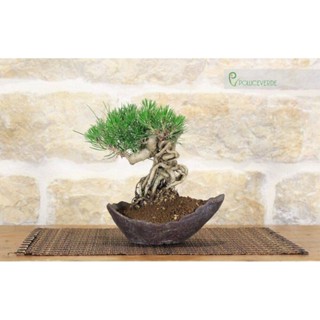 25 เมล็ดพันธุ์ เมล็ด สนดำญี่ปุ่น สนญี่ปุ่น บอนไซ JAPANESE BLACK PINE