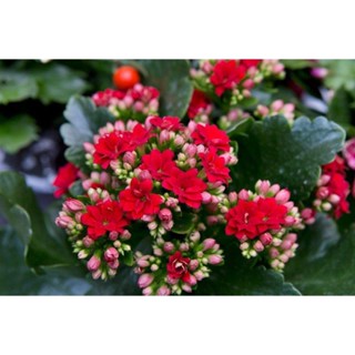 30 เมล็ดพันธุ์ เมล็ด กุหลาบหินดอกซ้อน ไม้อวบน้ำ กุหลาบหิน Kalanchoe blossfeldiana