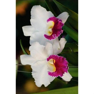 30 เมล็ดพันธุ์ เมล็ดกล้วยไม้ แคทลียา (Cattleya Orchids) Orchid flower