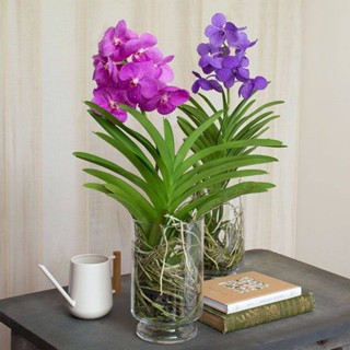 30 เมล็ดพันธุ์ เมล็ดกล้วยไม้ ฟาแลนนอปซิส (Phalaenopsis Orchids) Orchid flower