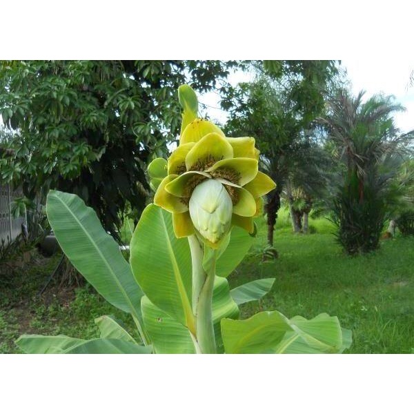10 เมล็ดพันธุ์ กล้วยผา กล้วยโบราณหายาก กล้วยมงคลต้นใหญ่ทรงพุ่มฟอร์มใบสวย (Ensete superbum)