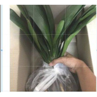 ว่านสิบแสน คลีเวีย (Clivia) ไม้โบราณและชื่อก็เป็นมงคล มีหัวอยู่ใต้ดิน 3หัว/ชุด ว่านไทย