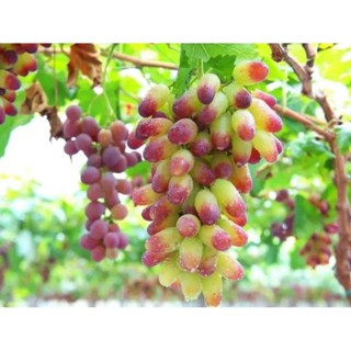 20 เมล็ดพันธุ์ เมล็ด องุ่น Grape Vine