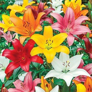 20 เมล็ดพันธุ์ ต้นดอกลิลลี ดอกลิลลี่ Lily . Lilies (Lilium spp.) เป็นดอกไม้ ที่แทนสัญลักษณ์แห่งความรัก