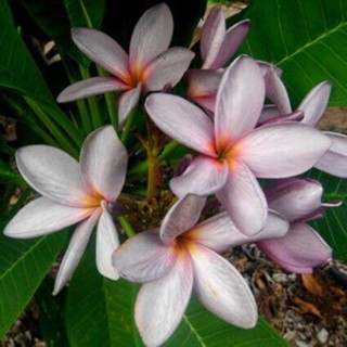 30 เมล็ดพันธุ์ เมล็ด ลั่นทม หรือ ลีลาวดี สายพันธุ์แคระ Frangipani Plumeria