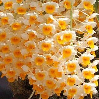 30 เมล็ดพันธุ์ เมล็ดกล้วยไม้ กล้วยไม้สกุลหวาย (Dendrobium) Orchid flower .